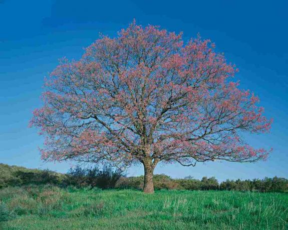 Fekete tölgyfa (Quercus kelloggii) területén, tavasz