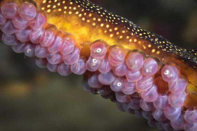 Gyomkos tengeri sárkány tojással.