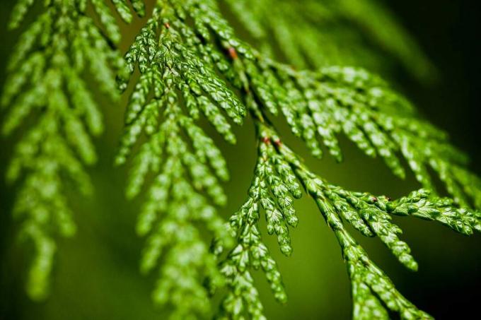 arborvitae