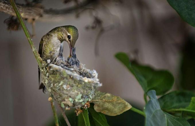 Ruby-torok kolibri, amely két csecsemőt fészkel.