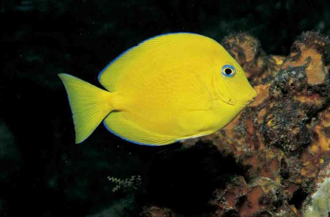 Kiskorú kék (Paracanthurus hepatus)