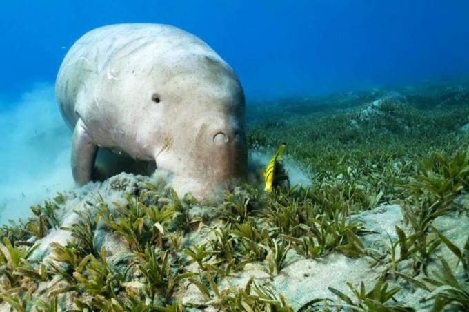 Dugong és tisztább hal a tengeri fűben.