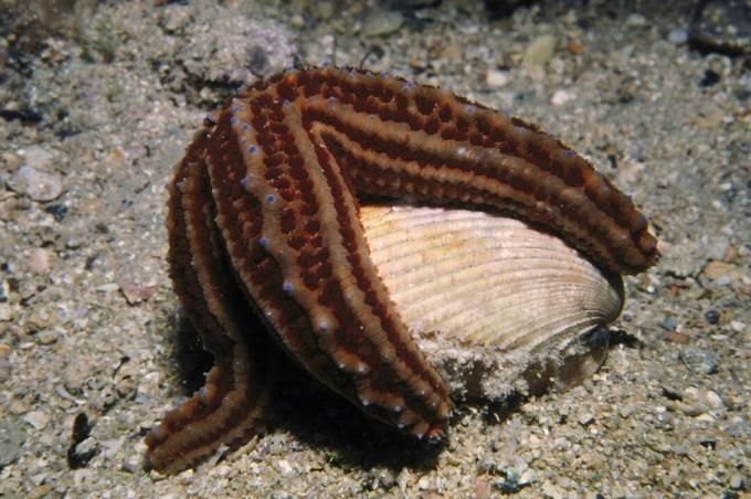 Sea Star eszik egy kagylót
