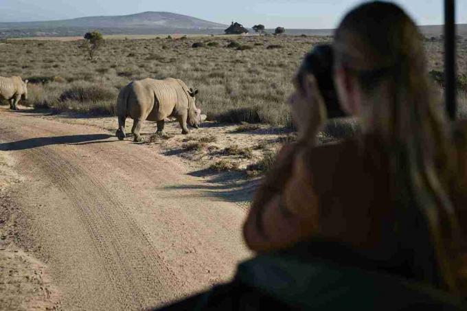 Pár szafari kiránduláson, idegenvezetővel, orrszarvúk fényképezésére 4x4-es járműből