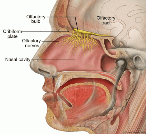 Az emberi szaglási rendszer anatómiáját megjelenítő digitális illusztráció.